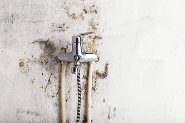 Best Mold Removal Company Near Me  in Garland, NC