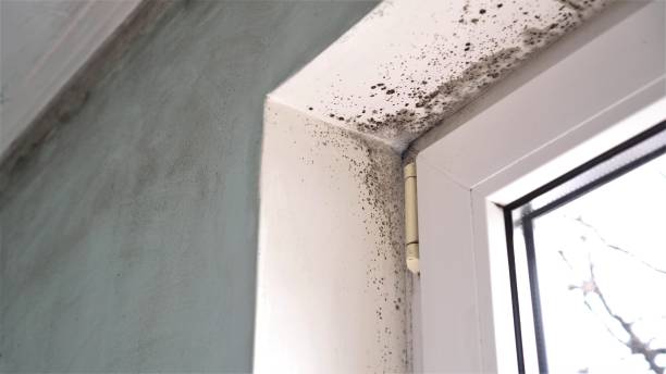 Best Mold Removal and Inspection  in Garland, NC