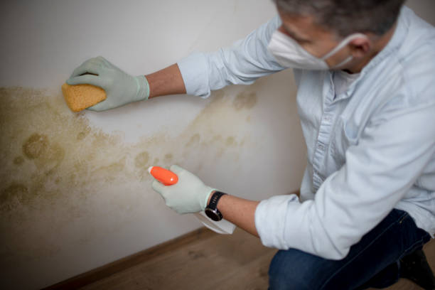 Best Professional Mold Removal  in Garland, NC