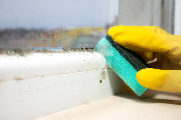 Best Same-Day Mold Removal  in Garland, NC