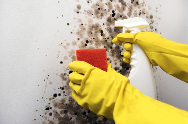 Best Mold Remediation  in Garland, NC