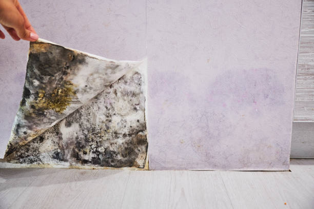 Mold Removal and Inspection in Garland, NC